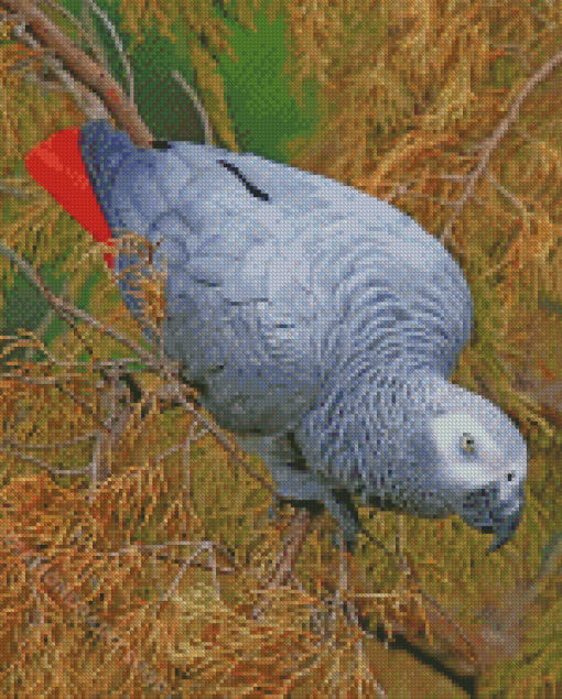 African Grey Parrot Square Diamond Painting