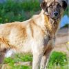 Cool Anatolian Shepherd Dog Diamond Painting