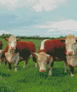 Hereford Cow Diamond Painting