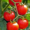 Tomato Plant Diamond Painting