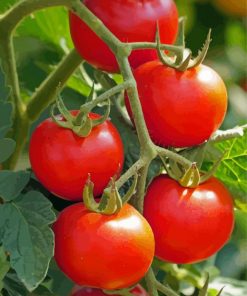 Tomato Plant Diamond Painting