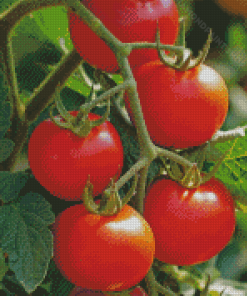 Tomato Plant Diamond Painting