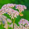 Valerian Plant Diamond Painting