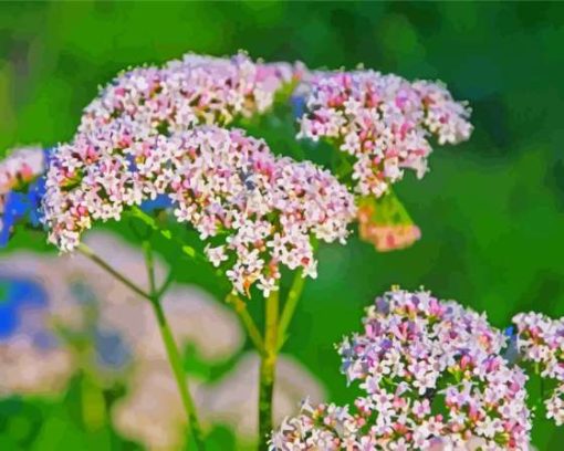 Valerian Plant Diamond Painting