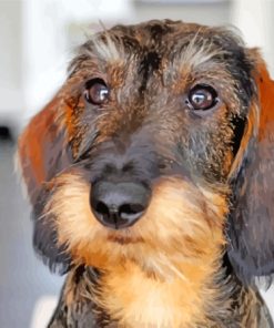 Wire Haired Dachshund Head Diamond Painting