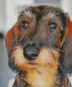 Wire Haired Dachshund Head Diamond Painting