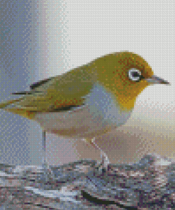 Aesthetic Silvereye Bird Diamond Painting