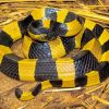 Banded Krait Snake Diamond Painting