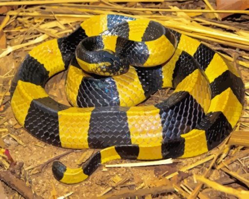 Banded Krait Snake Diamond Painting