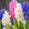 Blue White And Pink Hyacinth Diamond Painting