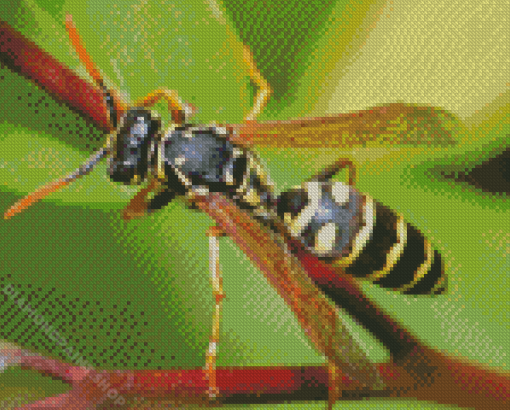 Close Up Yellow Jacket Wasp Diamond Painting