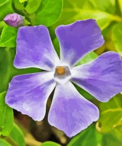 Close Up Periwinkle Purple Flower Diamond Painting