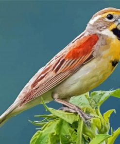 Dickcissel Bird Diamond Painting