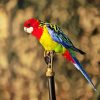 Eastern Rosella Diamond Painting