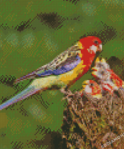 Mother Eastern Rosella And Little Birds Diamond Painting