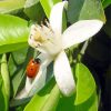 Orange Blossom Flower With Ladybug Diamond Painting