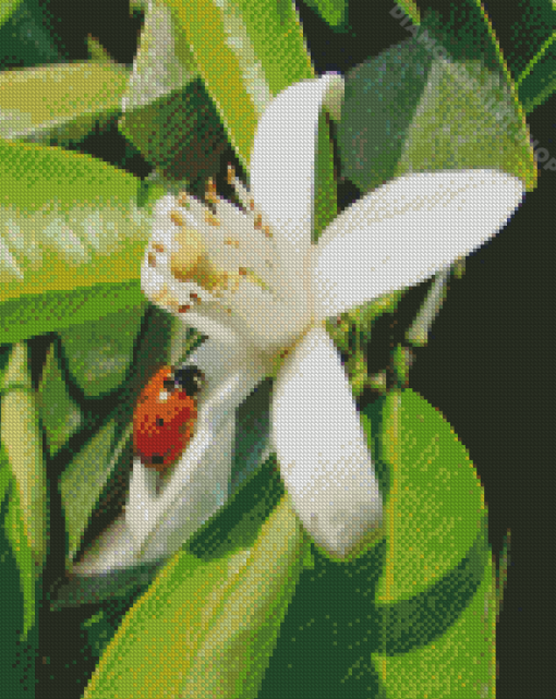 Orange Blossom Flower With Ladybug Diamond Painting