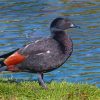 Paradise Shelduck Diamond Painting