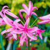 Pink Nerine Flowering Plants Diamond Painting