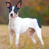 Rat Terriers Diamond Painting