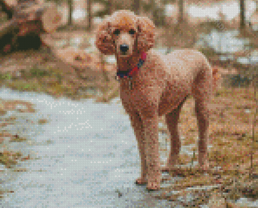 Standard Poodle Diamond Painting