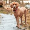 Standard Poodle Diamond Painting