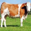 Swiss Simmental Cattle Diamond Painting