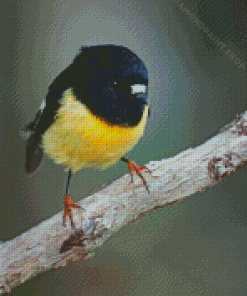 Tomtit Bird Diamond Painting