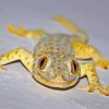 True Gecko Diamond Painting