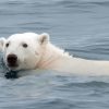 White Polar Bear In Water Diamond Painting