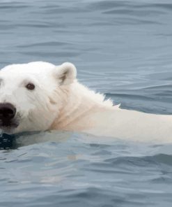 White Polar Bear In Water Diamond Painting