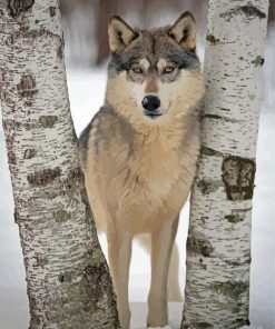 Wolf Among Birches Trees Diamond Painting