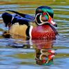 Wood Duck In Water Diamond Painting