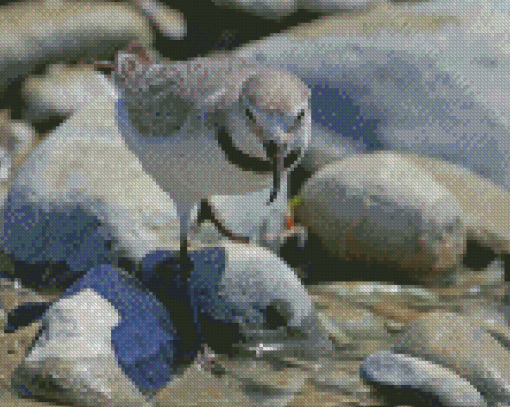 Aesthetic Wrybill Diamond Painting