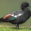 Black Paradise Shelduck Diamond Painting