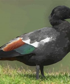 Black Paradise Shelduck Diamond Painting