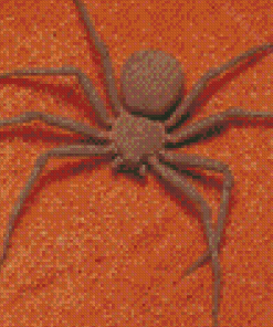 Brown Spider Insect Diamond Painting