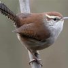 California Wren Diamond Painting