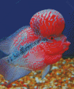 Cool Flowerhorn Fish Diamond Painting