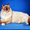 Cool Ragdoll Cat Diamond Painting