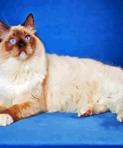 Cool Ragdoll Cat Diamond Painting