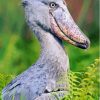 Shoebill Bird Diamond Painting