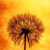 Closeup Sunset Dandelion Diamond Painting