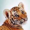 Cute Sweet Baby Face Tiger Diamond Painting