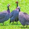 Guineafowls Diamond Painting