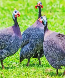 Guineafowls Diamond Painting