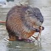 Muskrat Animal Diamond Painting