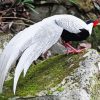 Silver Pheasant Diamond Painting