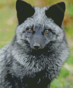 The Silver Fox Diamond Painting