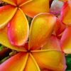 Water Drops On Orange Plumeria Diamond Painting